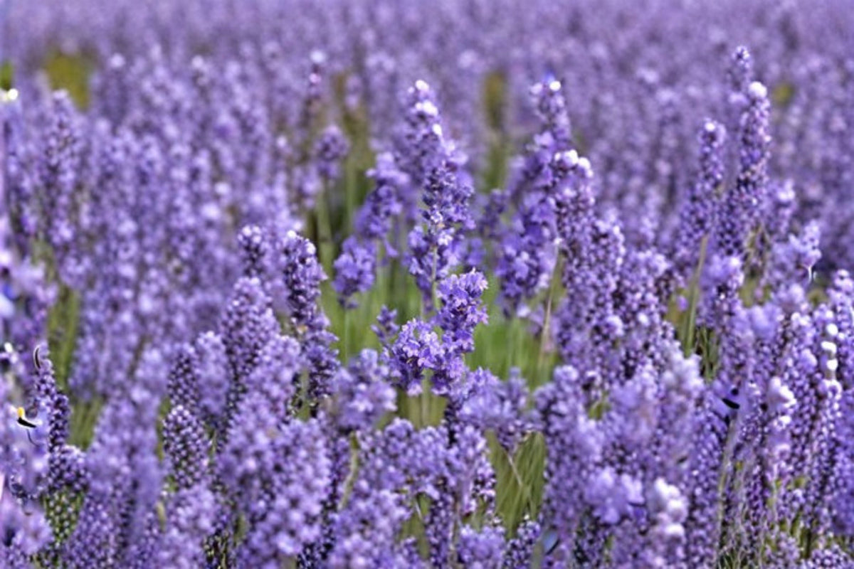 Annet Lavender Live Plant – Lavandula angustifolia, Fragrant Purple Blooms, Drought Tolerant, Full Sun, Garden & Container