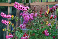 Dark Purple Crape Myrtle Live Plants – 2 Rooted Cuttings Lagerstroemia indica for Gardens, Landscapes & Containers