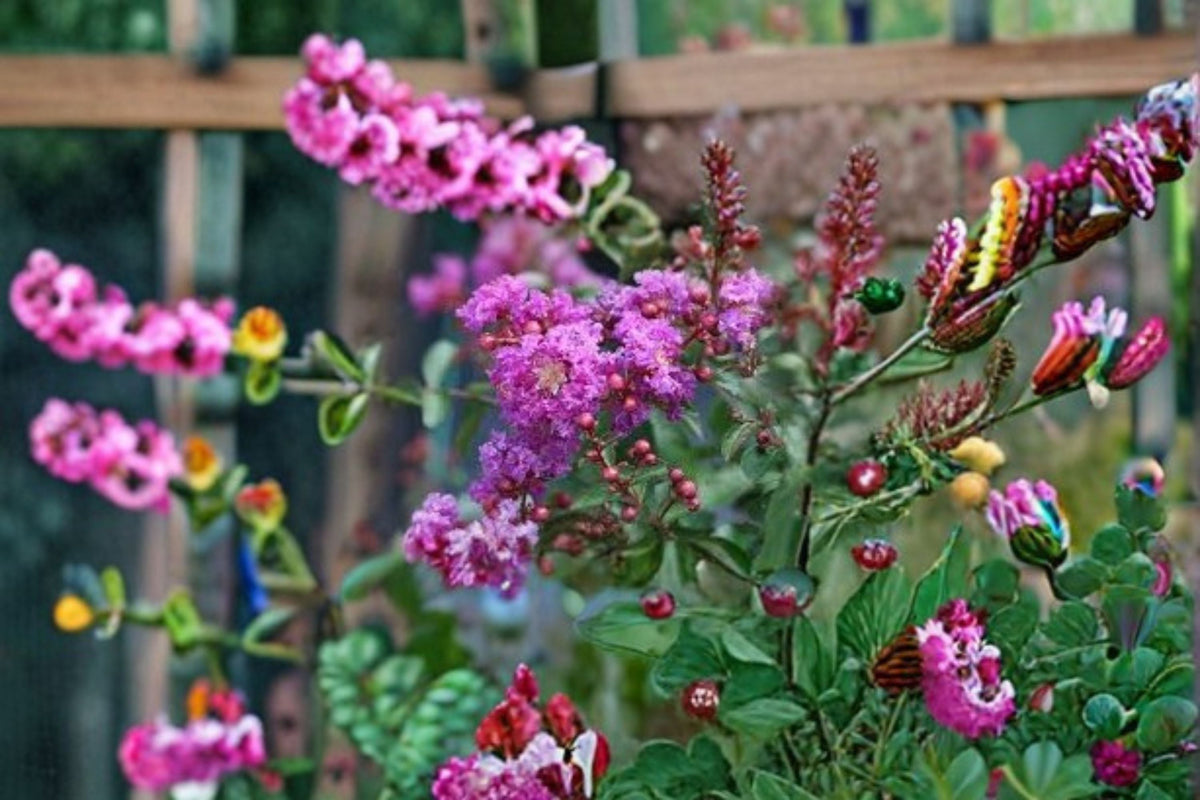 Dark Purple Crape Myrtle Live Plants – 2 Rooted Cuttings Lagerstroemia indica for Gardens, Landscapes & Containers