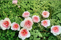 Flow Rose Own Root Live Plant – Apricot Pink Japanese Rose with Ruffled Lotus-Style Blooms – Garden & Patio Rose