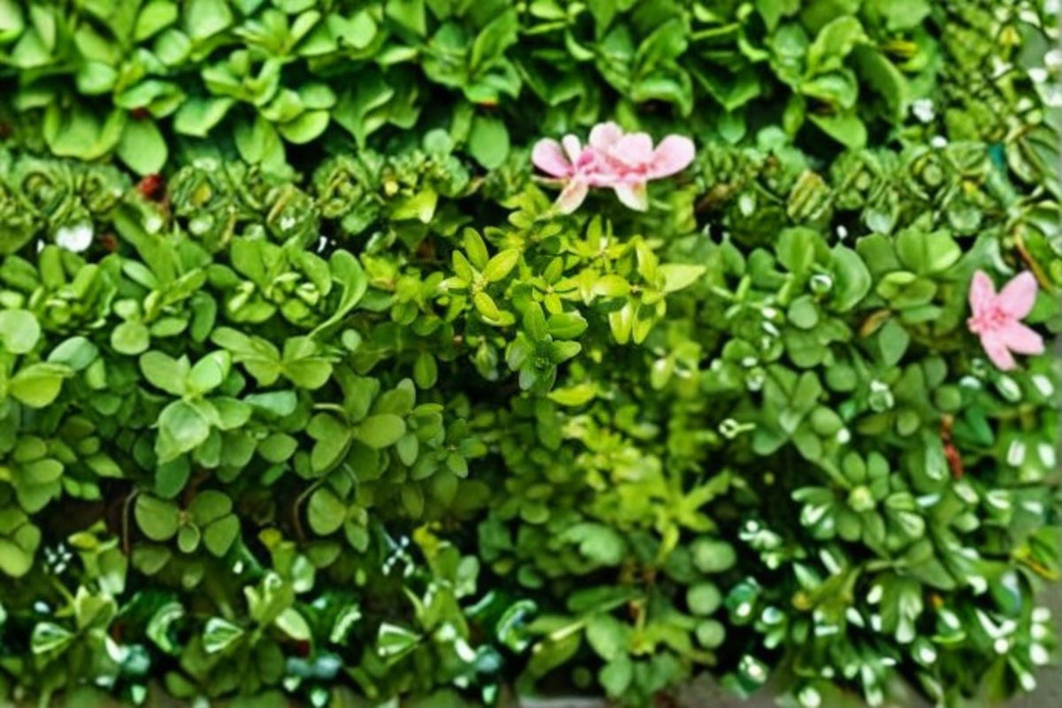 Highlander Boxwood Live Plant – Buxus sempervirens ‘Highlander’ – Evergreen Shrub for Hedges, Borders & Screens