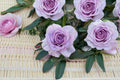 Shinoburedo Rose Live Plant – Japanese Blue Storm Ornamental Blue Purple Flowering Shrub for Garden & Patio Rosaceae