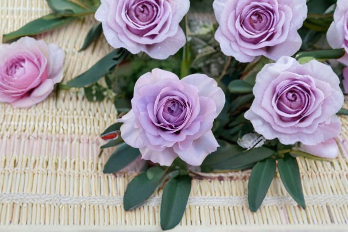 Shinoburedo Rose Live Plant – Japanese Blue Storm Ornamental Blue Purple Flowering Shrub for Garden & Patio Rosaceae