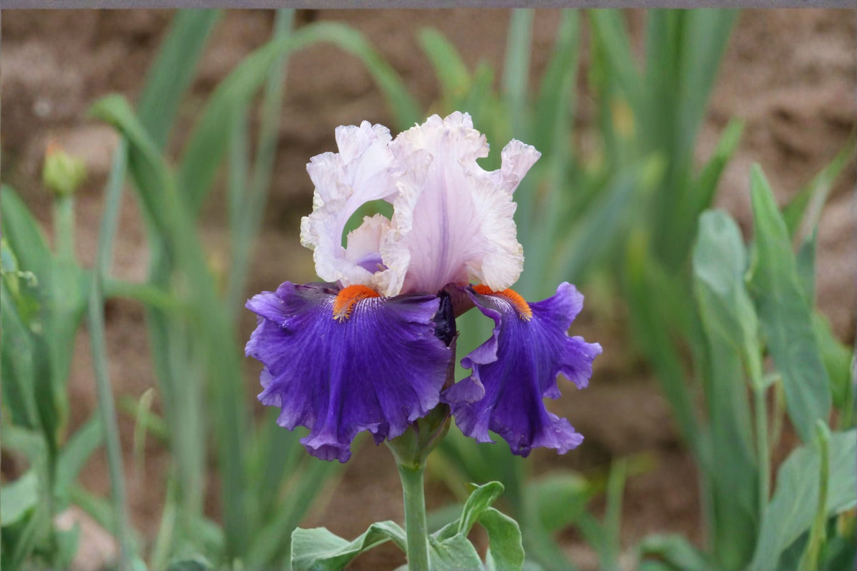 You Grow Girl Iris Live Plant – Lavender Pink White Bearded Iris – Iris germanica Perennial Flower in Quart Container