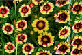 Coreopsis Tickseed Live Plant – Perennial Wildflower, Bright Blooms, Summer to Fall, Full Sun, Well-Drained Soil, Pollinator-Friendly, Coreopsis spp.