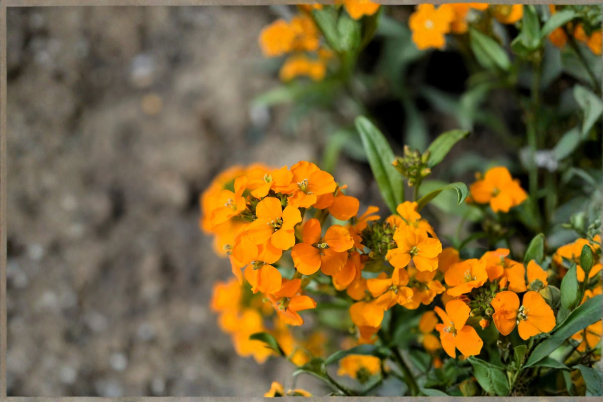 Wormseed Wallflower Plant – Erysimum cheiranthoides – Perennial Flowering Plant for Borders & Containers – Yellow Blooms, Drought Tolerant