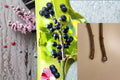 Black Currant Cuttings 12 Ribes nigrum Fruit Shrub for Garden, Berry Plant, Propagation, Edible Fruit