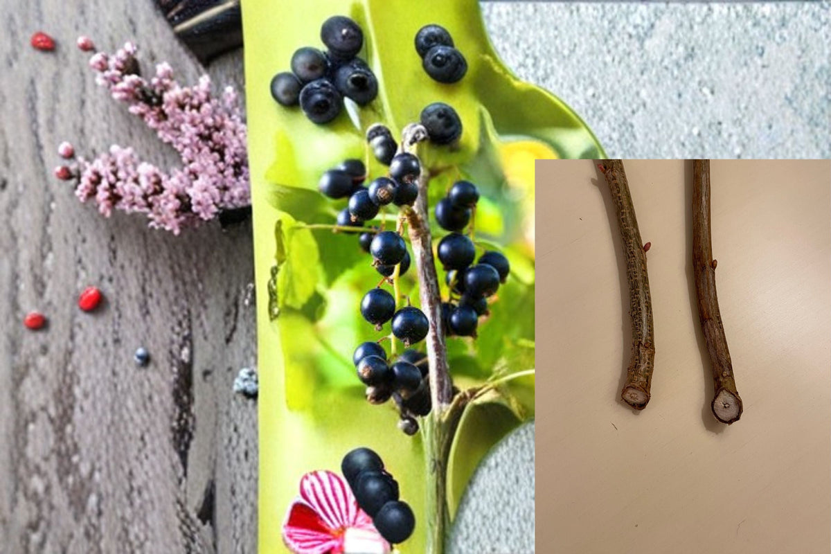 Black Currant Cuttings 12 Ribes nigrum Fruit Shrub for Garden, Berry Plant, Propagation, Edible Fruit