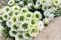Green Heart Rose Live Plant – White Green Center Cut Rose – Bushy Ornamental Shrub for Gardens and Floral Arrangements – Rosa 'Green Heart'