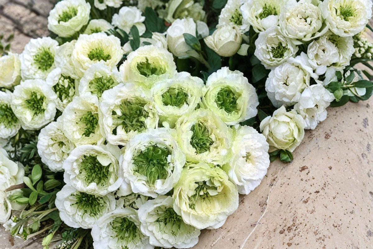 Green Heart Rose Live Plant – White Green Center Cut Rose – Bushy Ornamental Shrub for Gardens and Floral Arrangements – Rosa 'Green Heart'