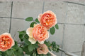 Ausjo English Rose Own Root Live Plant – Apricot Yellow Fragrant Garden Rose – Rosa hybrid for Borders & Containers