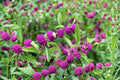American Beautyberry Live Plant in 3.5 Inch Pot, Callicarpa americana, Native Ornamental Shrub for Wildlife and Pollinator Gardens