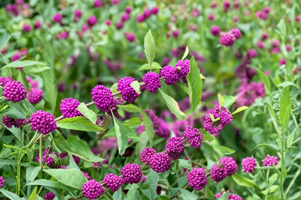 American Beautyberry Live Plant in 3.5 Inch Pot, Callicarpa americana, Native Ornamental Shrub for Wildlife and Pollinator Gardens