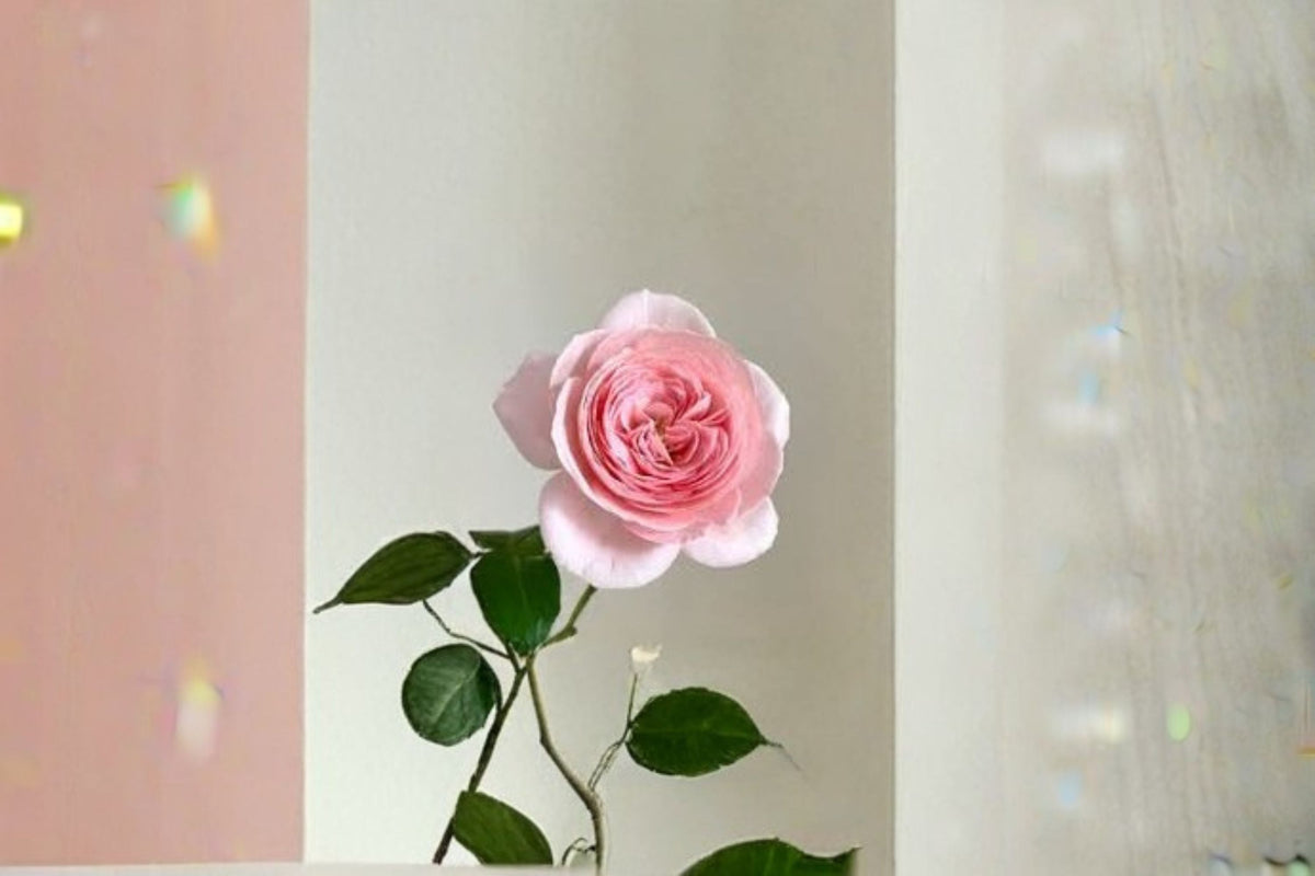 Nahéma Climbing Rose Live Plant – Fragrant Repeat Blooming Rose for Trellises & Gardens – Rosa hybrid