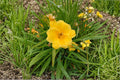 Yellow Daylily Live Plant – Bare Root Perennial Flower, Bright Yellow, Hemerocallis hybrid, Hardy Garden Flower