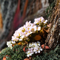 Rock Jasmine Alpine Seeds – Androsace alpina, Cold Hardy Perennial Ground Cover for Rock Gardens, 50 Seeds