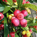Blueberry ‘Pink Lemonade’ Live Berry Bush, Edible Shrub, Pink Fruit, Container Grown Vaccinium ‘Pink Lemonade’