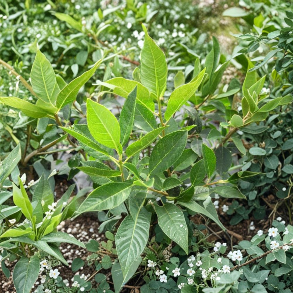 Jim Dandy Winterberry Holly Male Pollinator Shrub 1 Gallon Ilex verticillata for Winterberry Berry Production