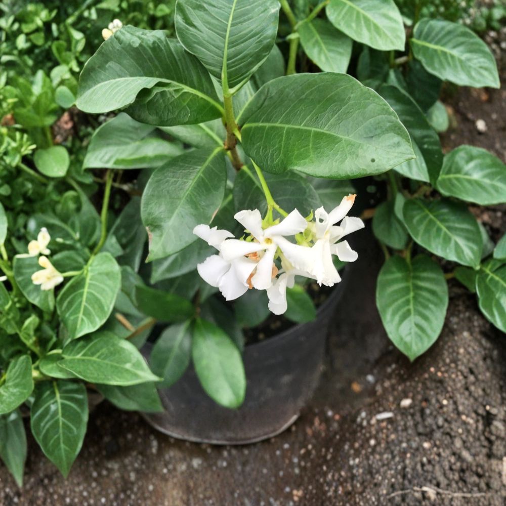 Madison Confederate Jasmine Live Plant – 3 Gallon Climbing Vine, Fragrant Evergreen, Trachelospermum jasminoides