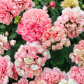 Appleblossom Geranium Seeds – Pink Zonal Pelargonium hortorum, 15 Seeds, Easy to Grow, Fast Blooming Patio & Garden Flowers