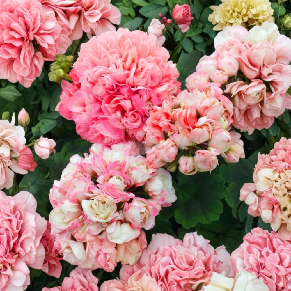 Appleblossom Geranium Seeds – Pink Zonal Pelargonium hortorum, 15 Seeds, Easy to Grow, Fast Blooming Patio & Garden Flowers