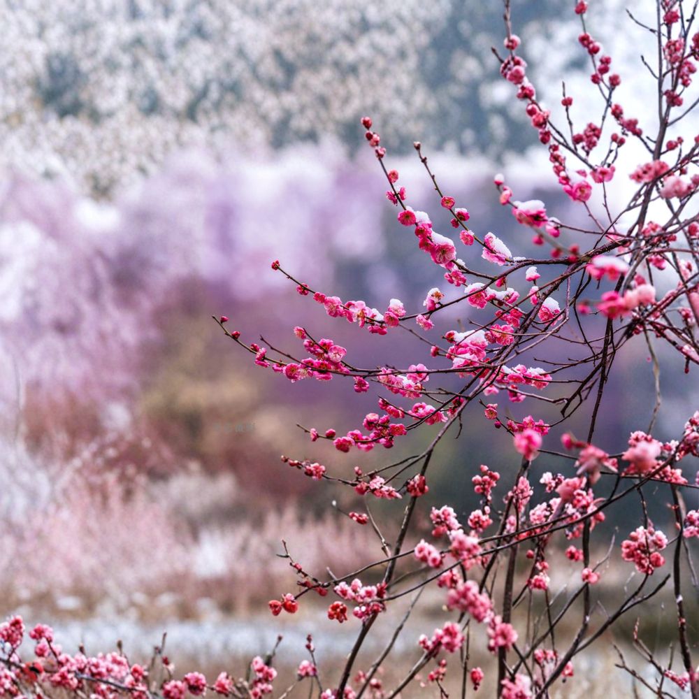 Japanese Flowering Apricot Tree – Live 30-Inch Prunus mume with Fragrant Double Pink Blooms, Bonsai & Garden Plant