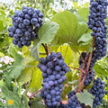 Seedless Thomcord Grape Plant – Live Rooted Vine with Blue-Black Fruit, Concord x Thompson Hybrid for Garden or Vineyard