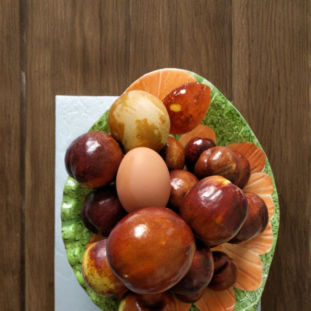 Shanxi Li Giant Jujube Tree – Bare Root Chinese Date Fruit Tree – Pear Jujube – Ziziphus jujuba | 3 Feet Tall