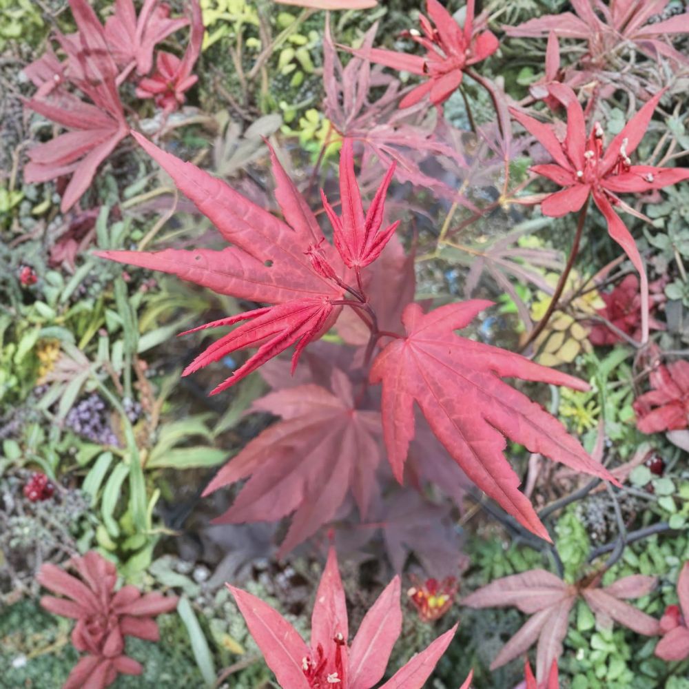 Acer palmatum ‘Ruth’s Red’ Japanese Maple Live Tree – Maroon Foliage, Upright Ornamental, Container Friendly