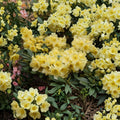 Rhododendron ‘Hotei’ Evergreen Shrub 1 Gallon Yellow Midseason Blooms Compact Garden Plant