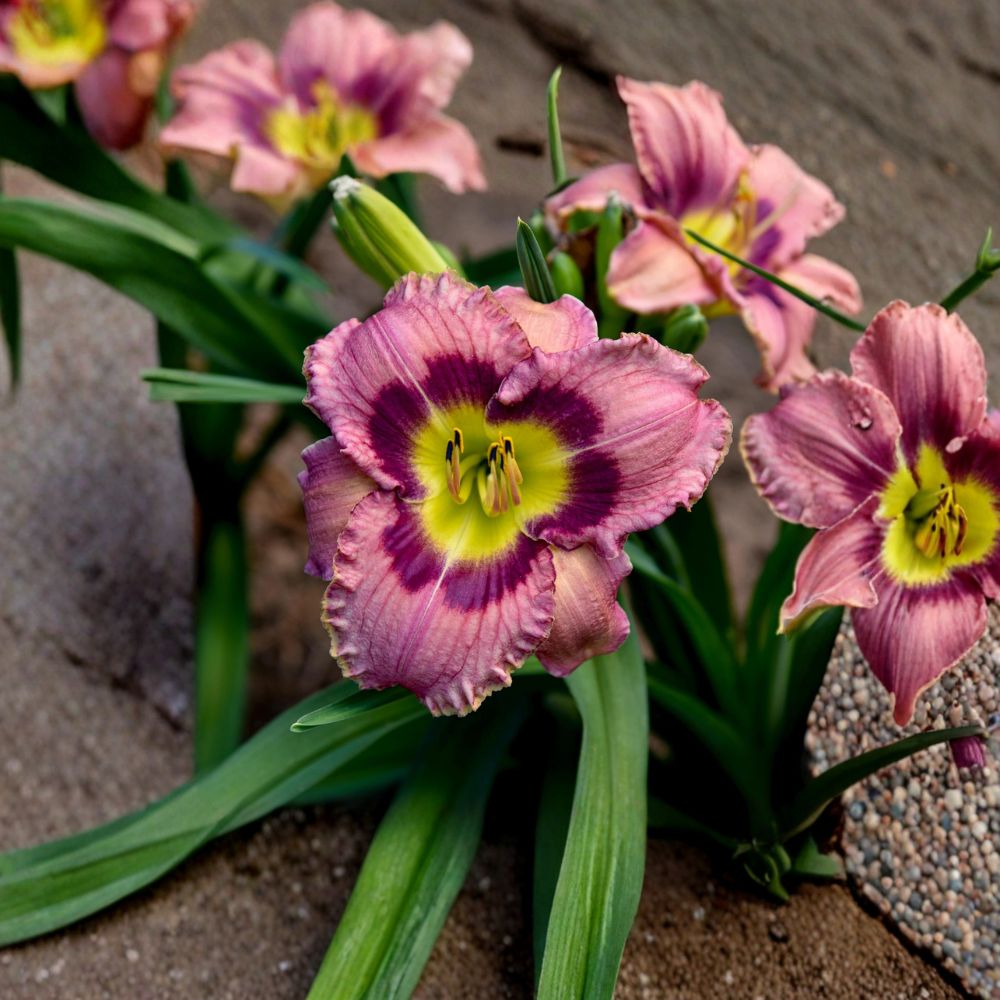 Always Afternoon Daylily Bare Root Plants – Rose Purple, Award-Winning Perennial, Hardy Hemerocallis, Full Sun, Fast Growing