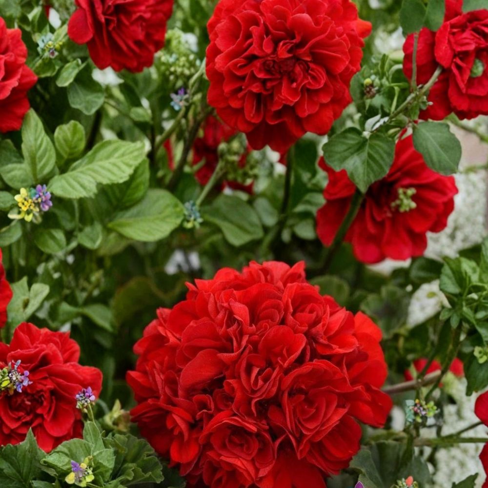 Geranium Seeds Pelargonium Zonal Presto Dark Red for Containers & Patio Flowers, Rich Crimson Blooms, Easy to Grow, 25+ Seeds