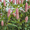 Ruby Spice Summersweet Live Native Shrub | Pink Fragrant Clethra | Pollinator-Friendly Landscape Plant | 4 Inch Pot