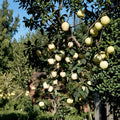 Ghost Apple Tree Bare Root – White Apple Variety, Early Harvest, Sweet Crisp Flesh, M111 Rootstock, Rare White Skin