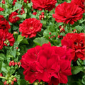 Calliope Dark Red Geranium Seeds – Pelargonium Hybrid for Containers & Hanging Baskets, Deep Red Blooms, Easy to Grow, 25+ Seeds