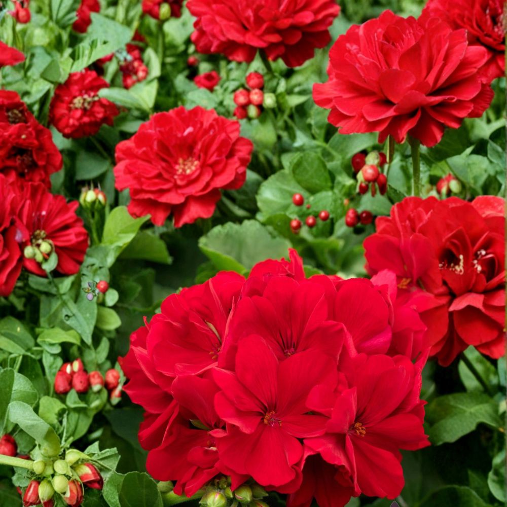 Calliope Dark Red Geranium Seeds – Pelargonium Hybrid for Containers & Hanging Baskets, Deep Red Blooms, Easy to Grow, 25+ Seeds