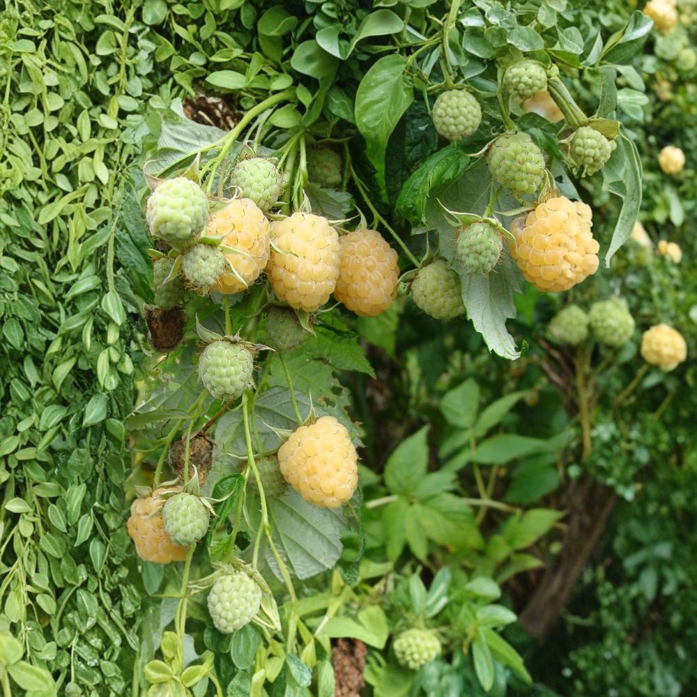 Anne Yellow Raspberry Live Rooted Plant – Fall-Bearing Golden Raspberry Rubus idaeus, Edible Garden, Hardy Zones 4–9
