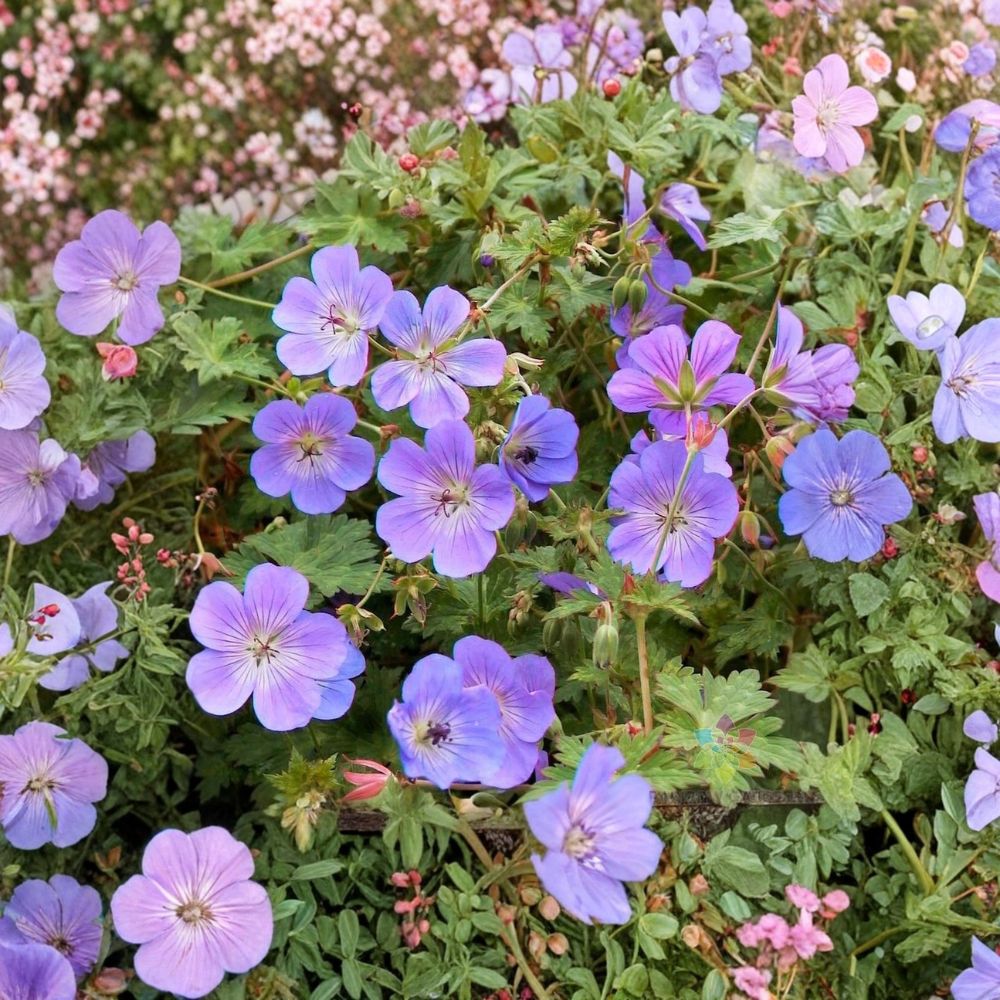 Rozanne Geranium Seeds – Hardy Blue Perennial, Geranium ‘Gerwat’, 25+ Seeds for Garden & Container, Long Blooming, Easy Grow