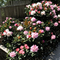 Rhododendron ‘Yaku Sunrise’ Evergreen Dwarf Shrub Pink & White Blooms #2 Container Cold Hardy Garden Plant