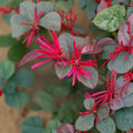 Live Loropetalum Chinese Fringe Flower Plant in Nursery Pot, Evergreen Shrub with Pink Blooms, Loropetalum chinense