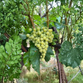 Diamond Muscat Grape Cuttings – Seedless Vitis vinifera for Home Vineyard, Backyard Garden, Propagation