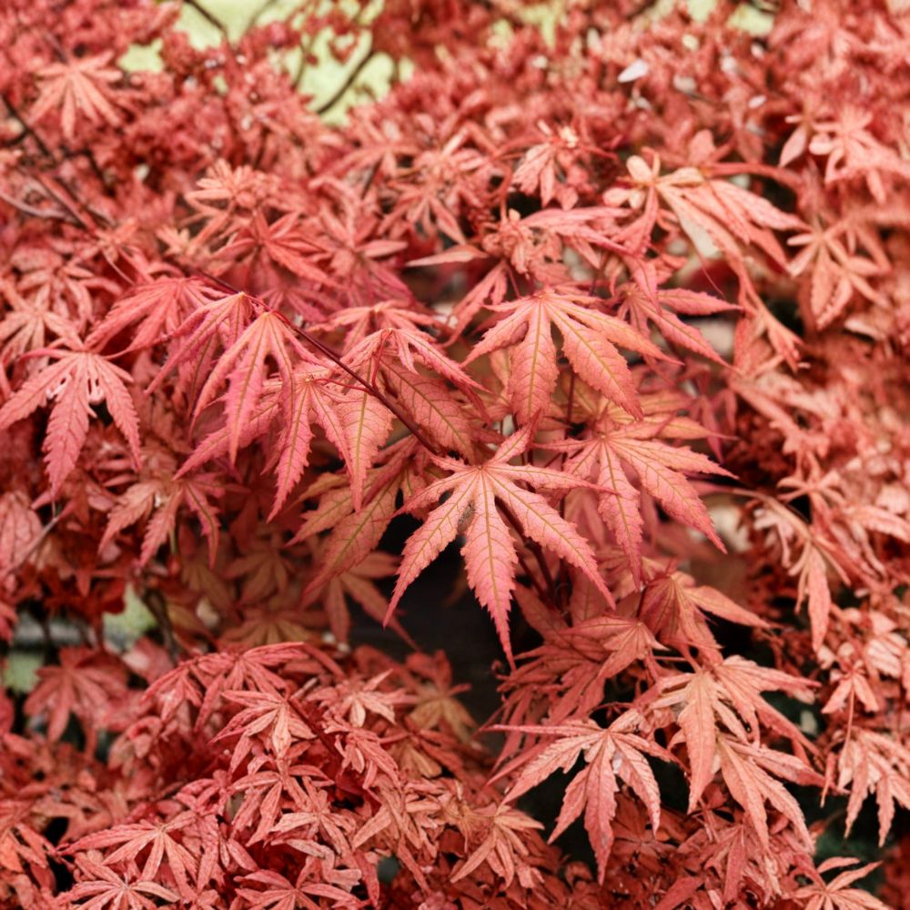 Acer palmatum ‘Nebula’ Japanese Maple – Reticulated Variegated Foliage, Collector Tree in #3 Container