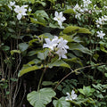 Brazilian Jasmine Seeds – Fragrant White Climbing Vine, Mandevilla laxa, Tropical Garden Plant, 8 Seeds