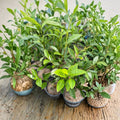 Camellia sinensis Anji White Tea Plant – Live Green Tea Shrub in Nursery Pot, Rare Anji Bai Cha, Chinese Tea Variety
