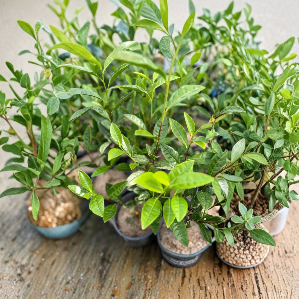 Camellia sinensis Anji White Tea Plant – Live Green Tea Shrub in Nursery Pot, Rare Anji Bai Cha, Chinese Tea Variety