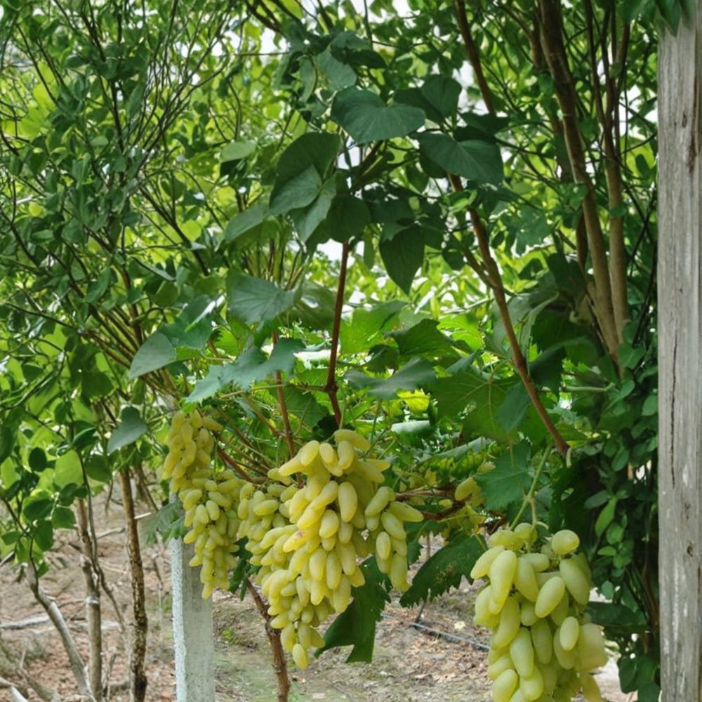 Japanese Gold Finger Grape Cuttings – Vitis vinifera Live Propagation Stems for Home Garden, Sweet Table Grape