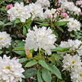 Rhododendron ‘Boule de Neige’ Live Evergreen Shrub, White Blooms, Hardy Landscape Plant, Field Grown, 12–15 Inches Wide