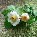 Chinese Sweetshrub Live Plant | 2 Gallon Pot | Sinocalycanthus chinensis | Rare Deciduous Flowering Shrub for Garden Landscape