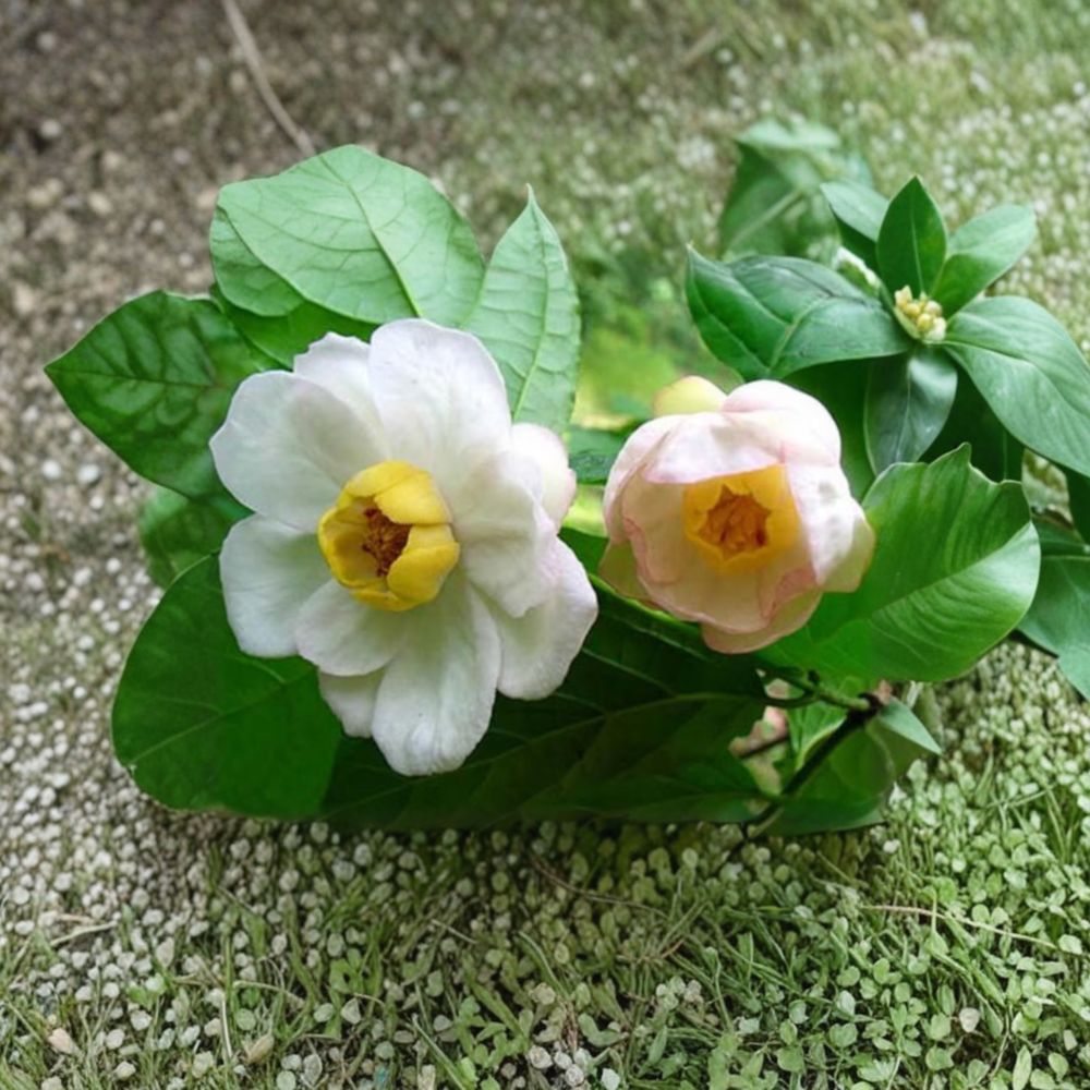 Chinese Sweetshrub Live Plant | 2 Gallon Pot | Sinocalycanthus chinensis | Rare Deciduous Flowering Shrub for Garden Landscape