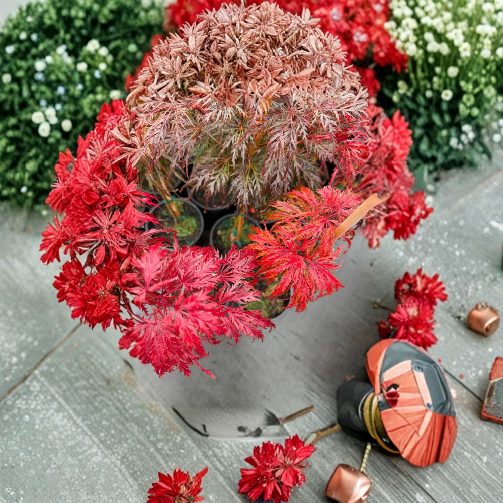 Acer palmatum dissectum ‘Crimson Queen’ Weeping Japanese Maple Live Tree, Crimson Laceleaf, Container Grown